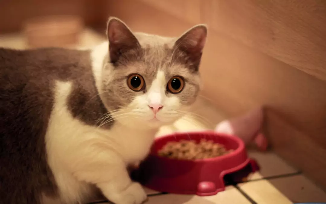 Mogen katten hondenvoer eten? De gevaren van langdurig gebruik van hondenvoer voor katten