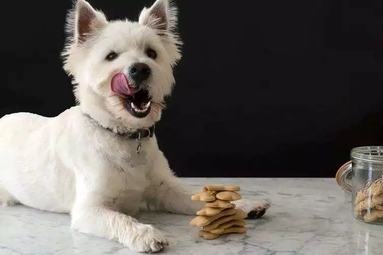 Kunnen honden pinda's eten? Voorzorgsmaatregelen voor honden die pinda's eten