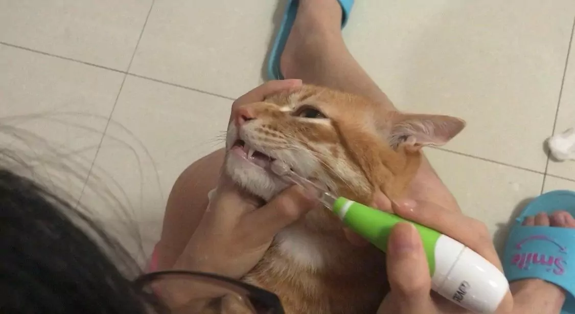 Hoe poets ik de tanden van mijn kat?