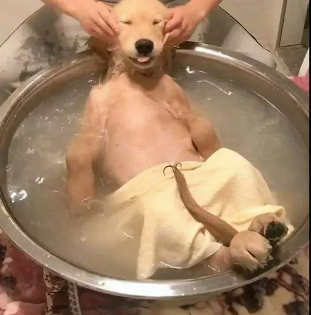 Hoe vaak moeten honden in bad? Waarom moeten honden niet vaak in bad?