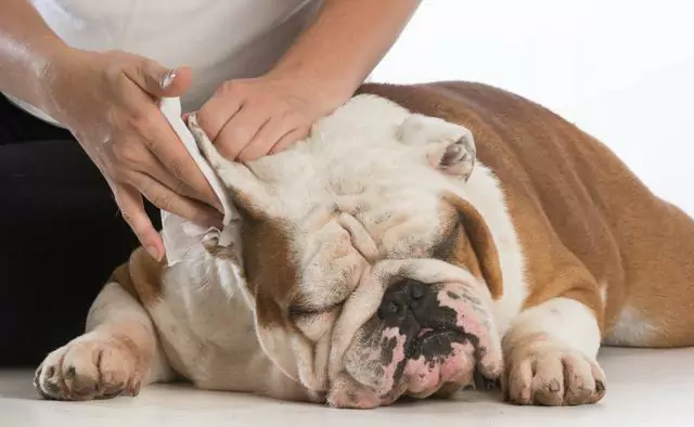 Hoe de oren van de hond te reinigen? Als u de oren van uw hond gedurende lange tijd niet schoonmaakt, kan dat een ondenkbaar probleem veroorzaken