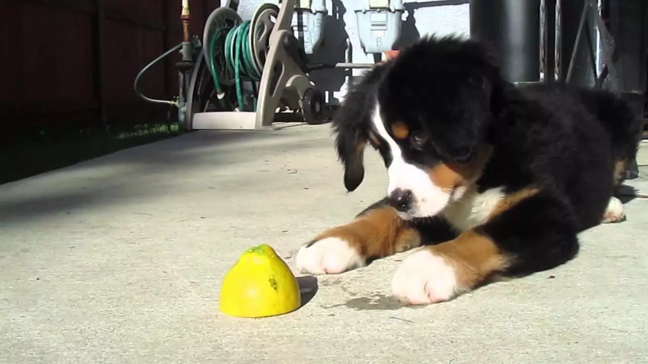 Kunnen honden citroenen eten? Waarom kunnen honden geen citroenen eten?