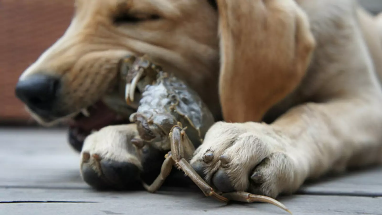 Kunnen honden krab eten? Wat is het gevaar van honden die krab eten?