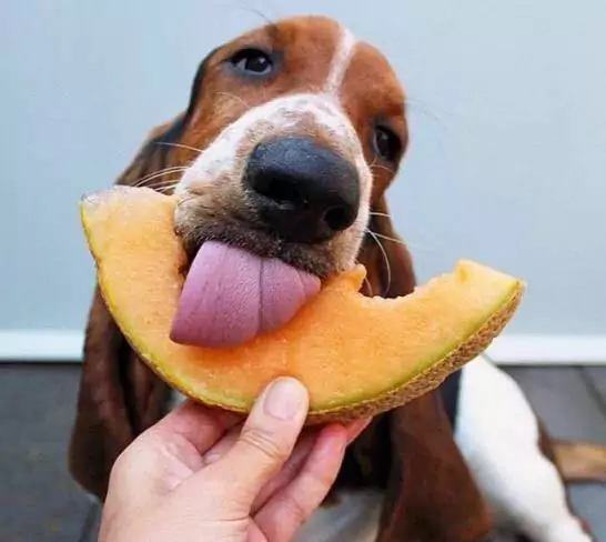 Mogen honden cantaloupe eten? Wat zijn de voordelen van cantaloupe voor honden?