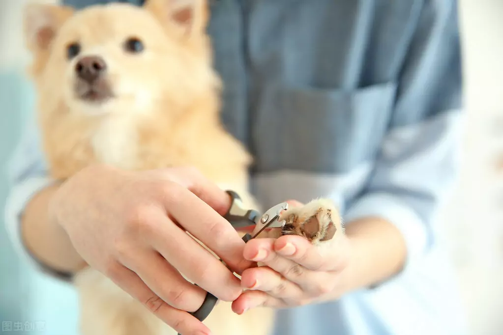 Hoe moeten hondennagels geknipt worden? Welke gevaren kunnen worden veroorzaakt door te lange hondennagels?