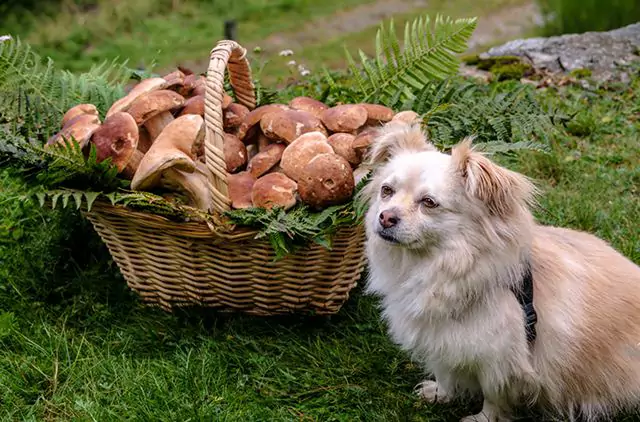 Zijn paddenstoelen giftig voor honden? Wat zijn de symptomen van het per ongeluk inslikken van paddenstoelen?