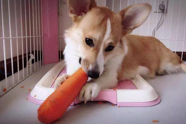 Kunnen honden rauwe wortelen eten?