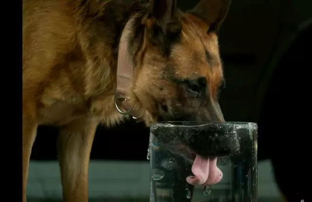 Waarom drinkt mijn hond zo veel water? Hoe wordt een hond geacht te veel water te drinken?