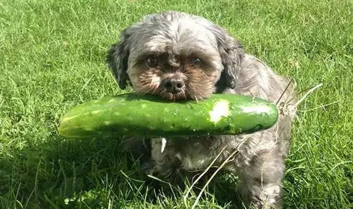 Kunnen honden komkommers eten? Er zijn zo veel dingen te weten over komkommers voor honden