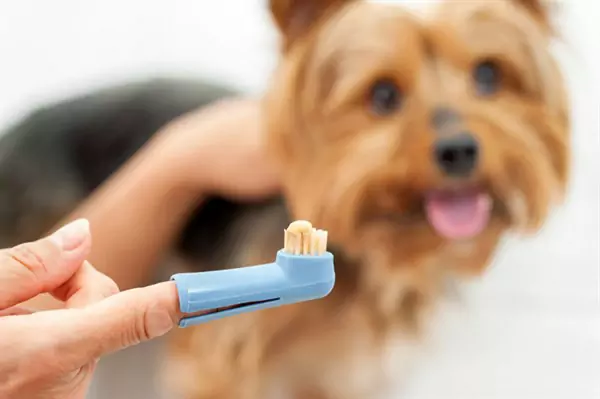 Hoe poets je de tanden van je hond?