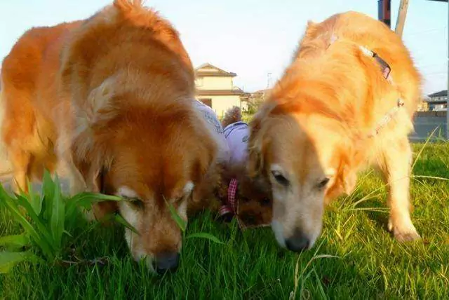 Kunnen honden gras eten? Waarom eten honden graag gras