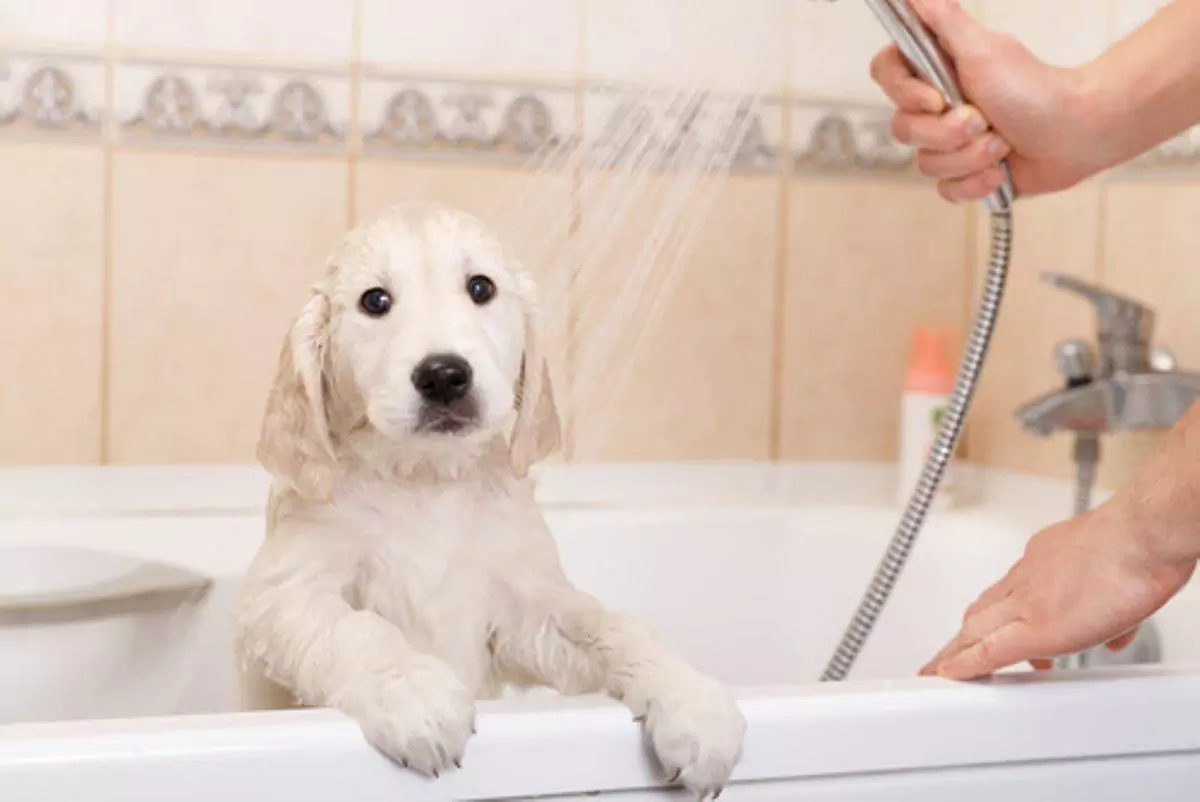 Hoe vaak moet ik mijn hond in bad doen?