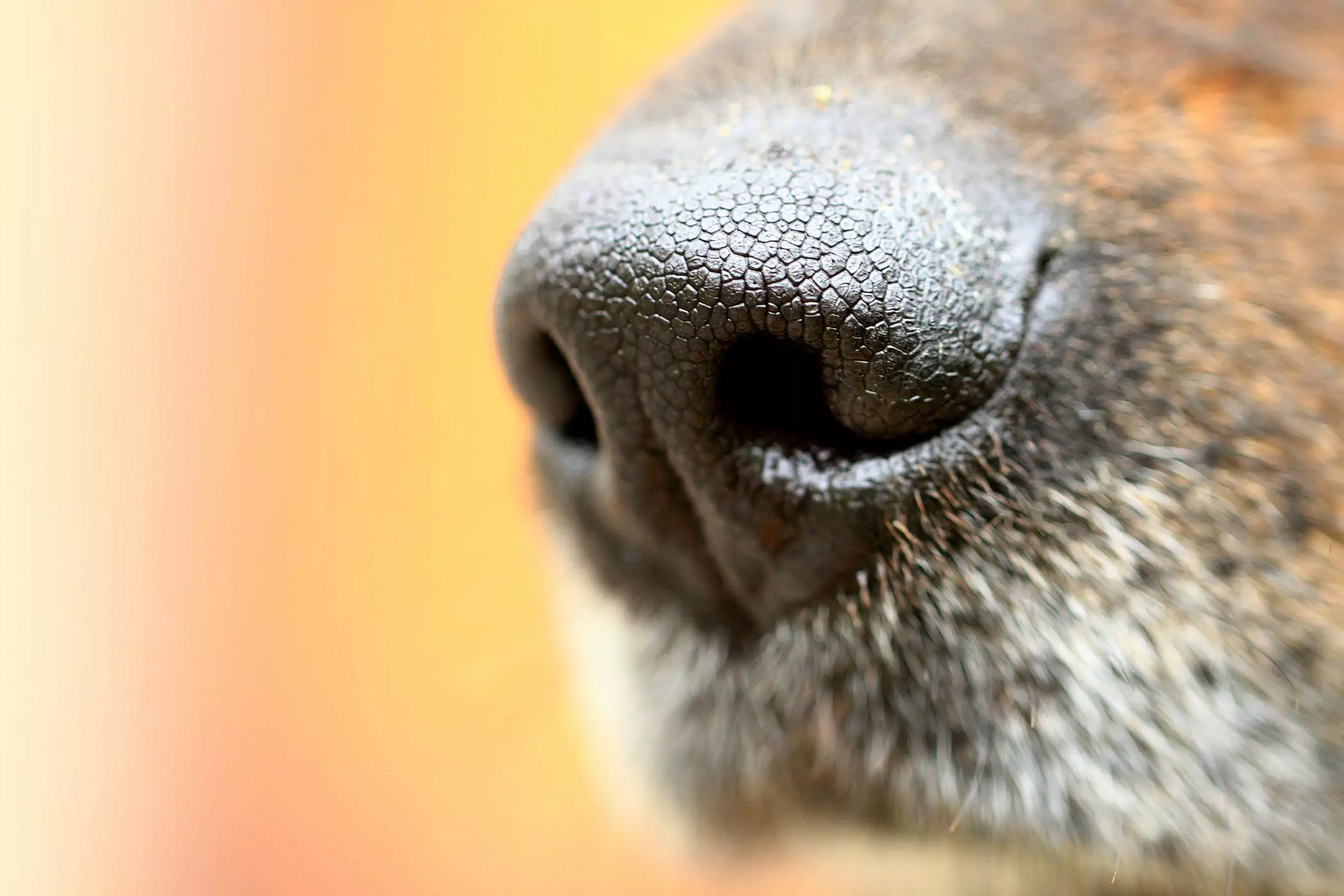 Waarom is de neus van mijn hond droog?