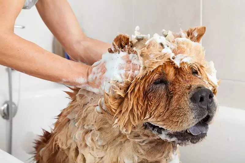 Hoe vaak moet u uw hond wassen? Wat moet er gezegd worden over het in bad doen van uw hond?