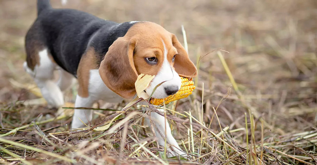 Mogen honden maïs eten? Voorzorgsmaatregelen voor honden die maïs eten