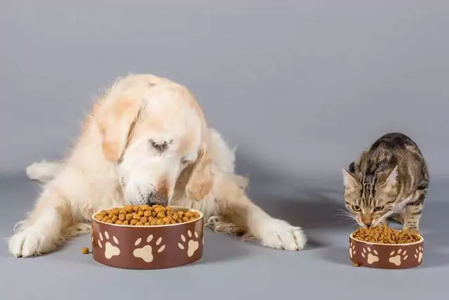 Kunnen honden kattenvoer eten? Wat zijn de gevolgen van het langdurig eten van kattenvoer door een hond?