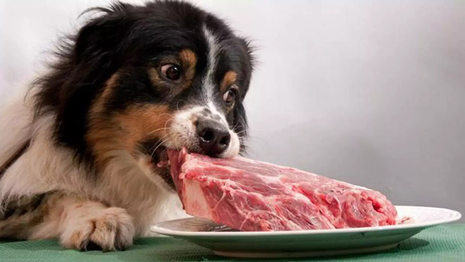 Kunnen honden rauw varkensvlees eten?