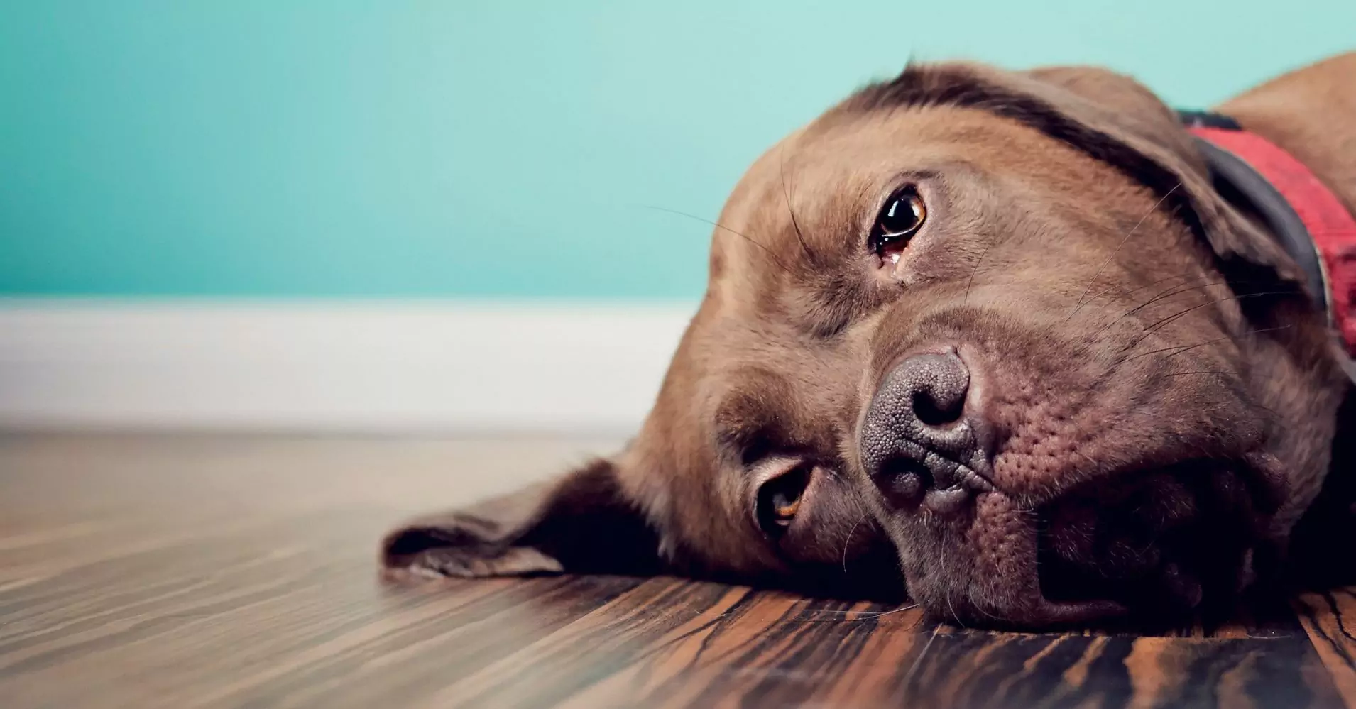 Kunnen honden verdriet voelen?