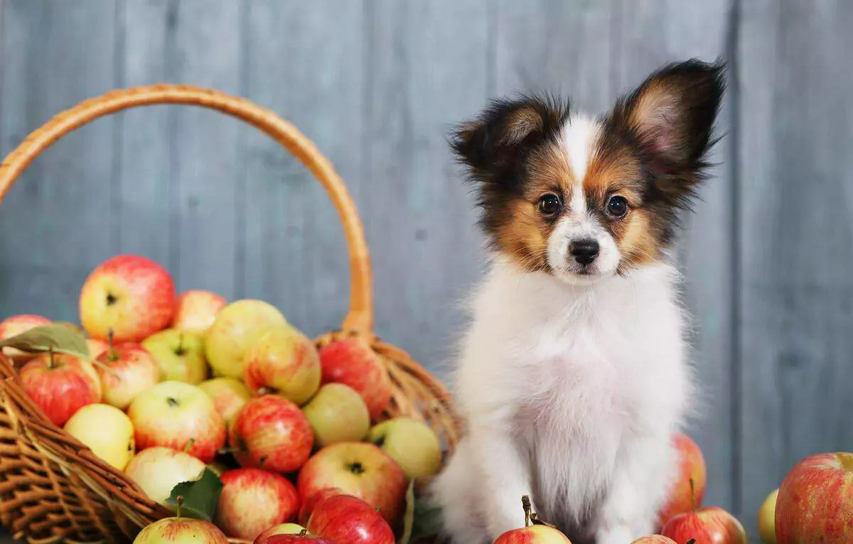 Zijn appels slecht voor honden? De veiligste manier om appels aan honden te geven