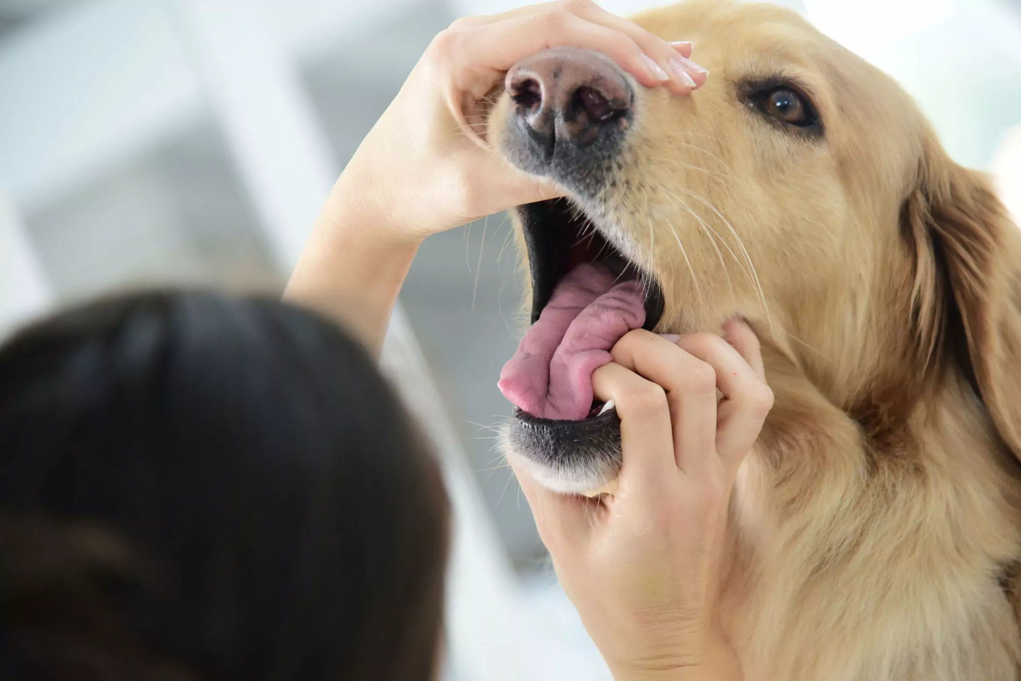 Is de mond van een hond schoner dan die van een mens? De mond van een hond is schoner dan die van een mens? Dit is een gestolen concept, de twee zijn niet te vergelijken