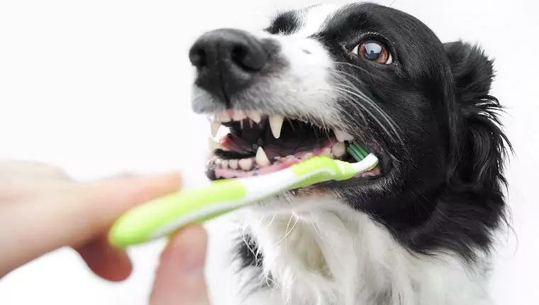 Hoe maakt u het gebit van uw hond schoon? Deze 7 manieren kunnen u helpen zijn tanden schoon te maken