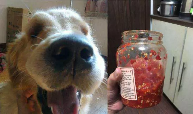 Kunnen honden chilipepers eten? Reactie van honden op het eten van chilipepers
