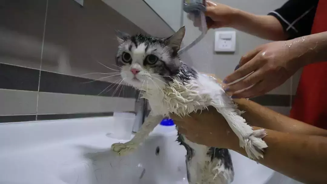 Hoe een kat te wassen