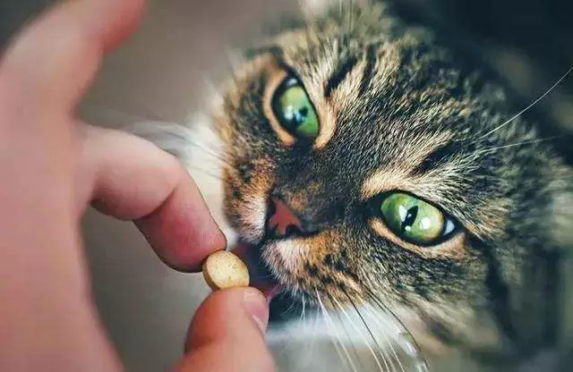 Hoe medicijnen toedienen aan katten? Hoe gemakkelijk medicatie toedienen aan katten