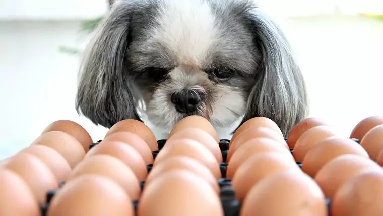 Mogen honden eieren eten? Mogen honden eiwit eten? Wat zijn de voordelen van eieren voor honden?