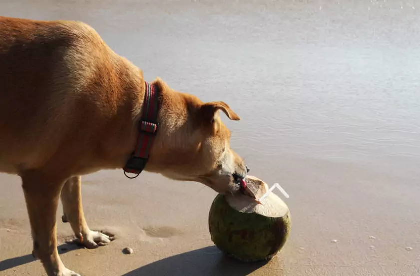 Kunnen honden kokoswater drinken?