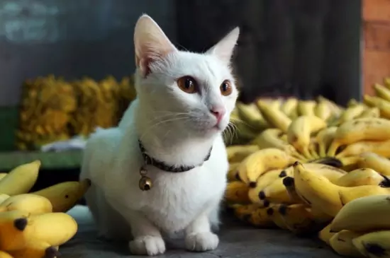 Kunnen katten bananen eten? De vitaminen in bananen