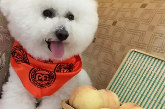 Kunnen honden perziken eten? Wat zijn de voordelen van perziken voor honden?