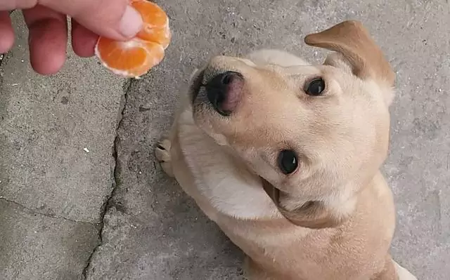 Kunnen honden sinaasappels eten? Wat zijn de voordelen van het eten van sinaasappels voor honden?