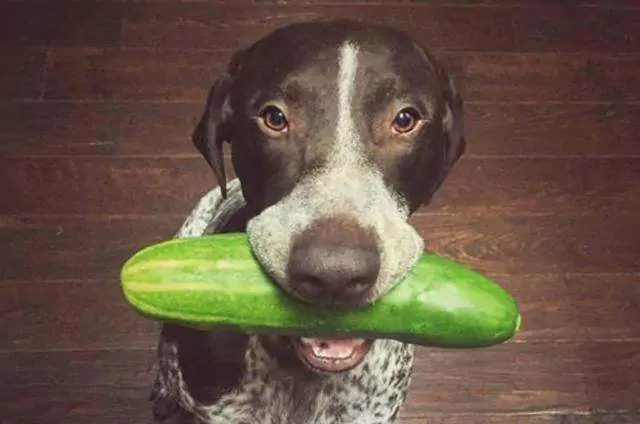 Kunnen honden komkommer eten? Wat zijn de voor- en nadelen van komkommers voor honden?