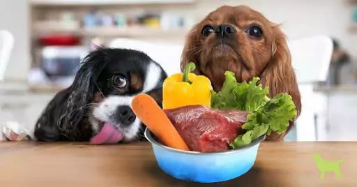Welke groenten kunnen honden eten? Waarom moeten honden groenten eten?