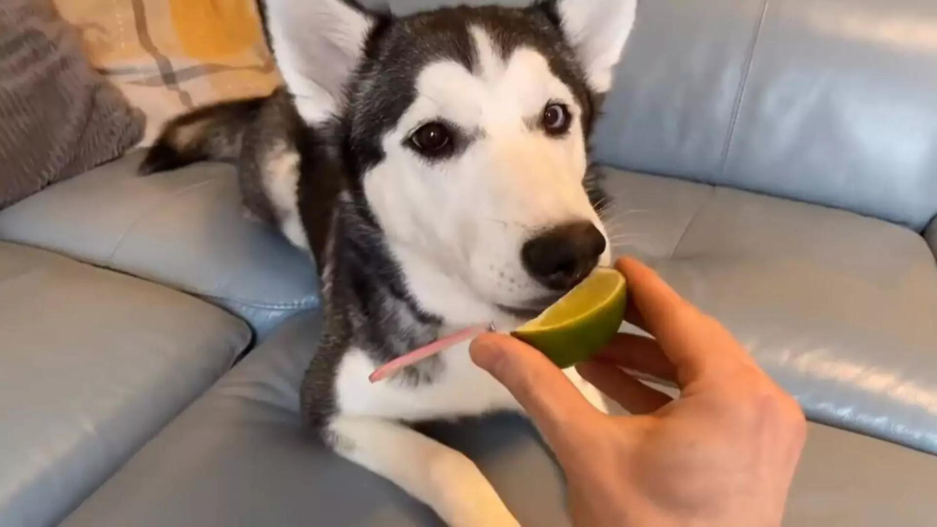 Mogen honden citroenen eten? Fruit waar honden niet meer van moeten eten