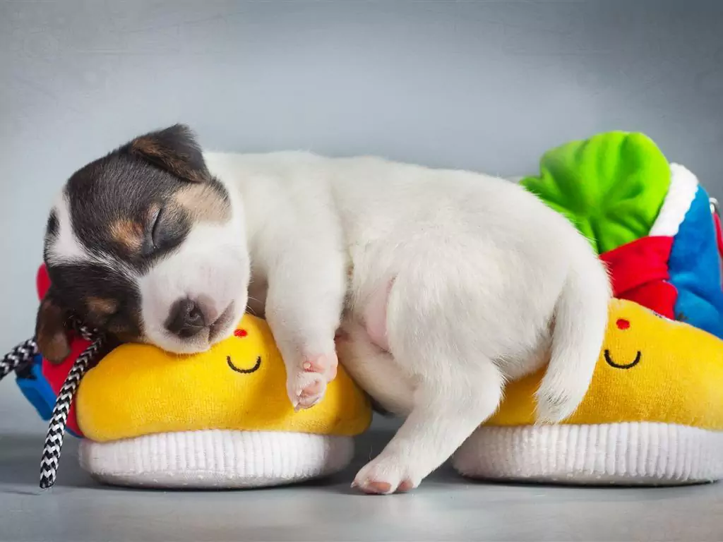Waarom slapen honden op hun rug? De voor- en nadelen van slapen op de rug