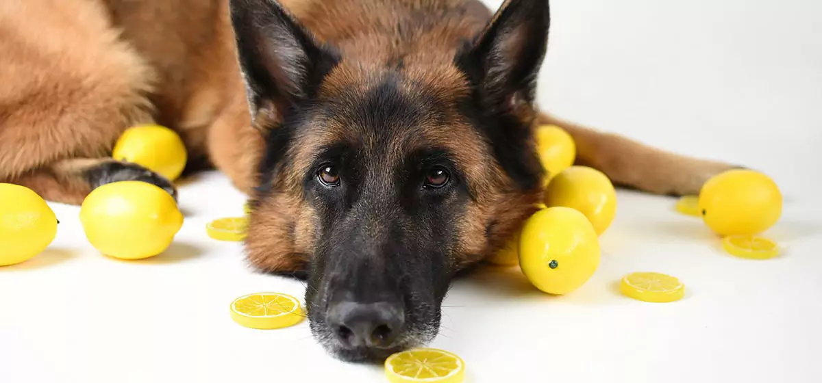 Kunnen honden citroenen eten? Honden kunnen geen citroenen eten