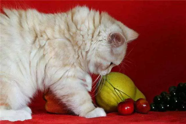 Kunnen katten druiven eten? Waarom kunnen katten geen druiven eten?