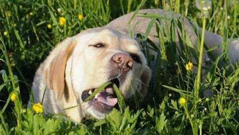 Kunnen honden selderij eten? Voordelen van selderij voor honden