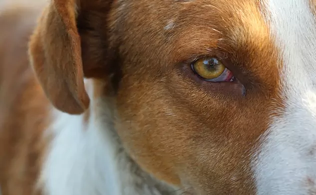 Waarom zijn de ogen van mijn hond rood?