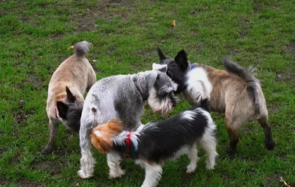 Waarom snuffelen honden aan hun achterste? Waarom snuffelen honden aan elkaars achterste?