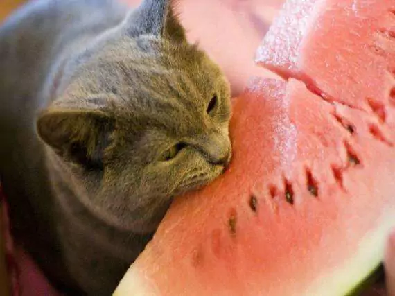 Kunnen katten watermeloen eten? Is watermeloen slecht voor katten