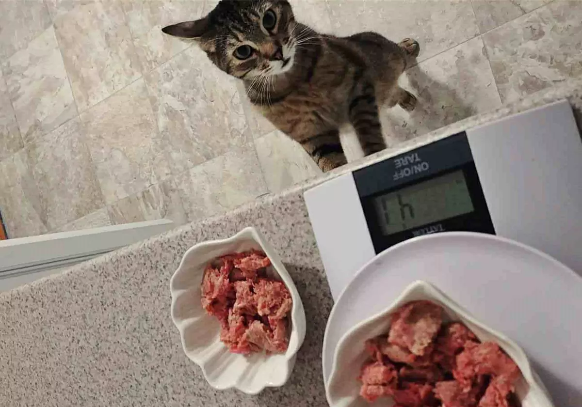 Kunnen katten rauw vlees eten?