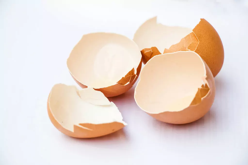 Zijn eierschalen goed voor honden?