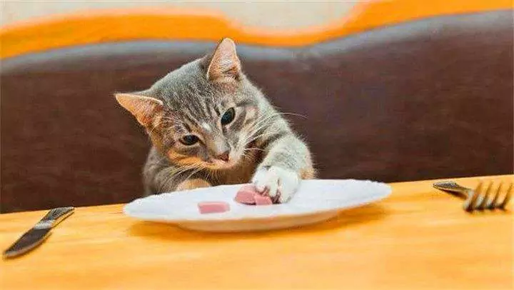Wat kunnen kittens eten? Gids voor de dagelijkse voeding van volwassen katten