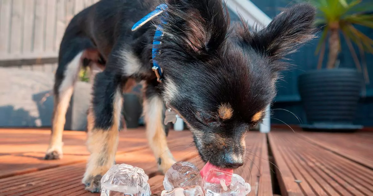 Kunnen honden ijs eten? Houden honden van ijsblokjes?