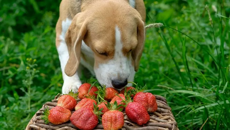 Zijn aardbeien goed voor honden? Wat zijn de voordelen van aardbeien voor honden? Kunnen puppy's aardbeien eten?