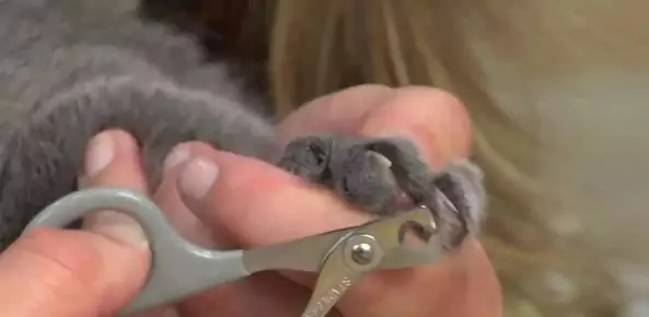 Hoe de nagels van een kat knippen? Wat zijn de functies van alle achterklauwen van de kat