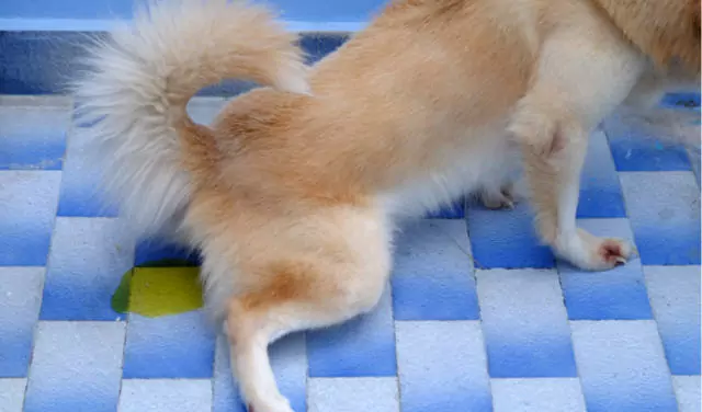 Hoe urineweginfecties bij honden te behandelen? Wat kan urineweginfecties bij honden veroorzaken?